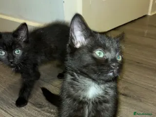 Ragdoll cats Ragdoll cross kittens(two males left) - Advert 1