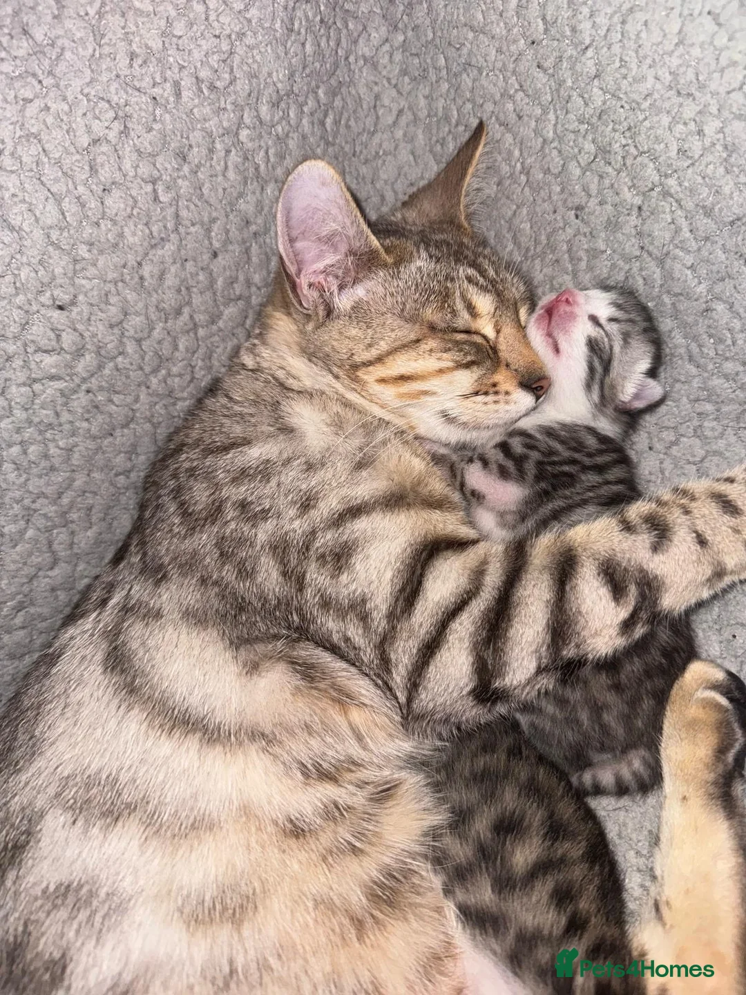 Bengal cats for sale: Beautiful Bengal cross kittens - Advert 15