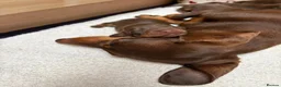 Miniature Dachshund dogs for sale: KC Registered Miniature Dachshund Puppies - Advert 5