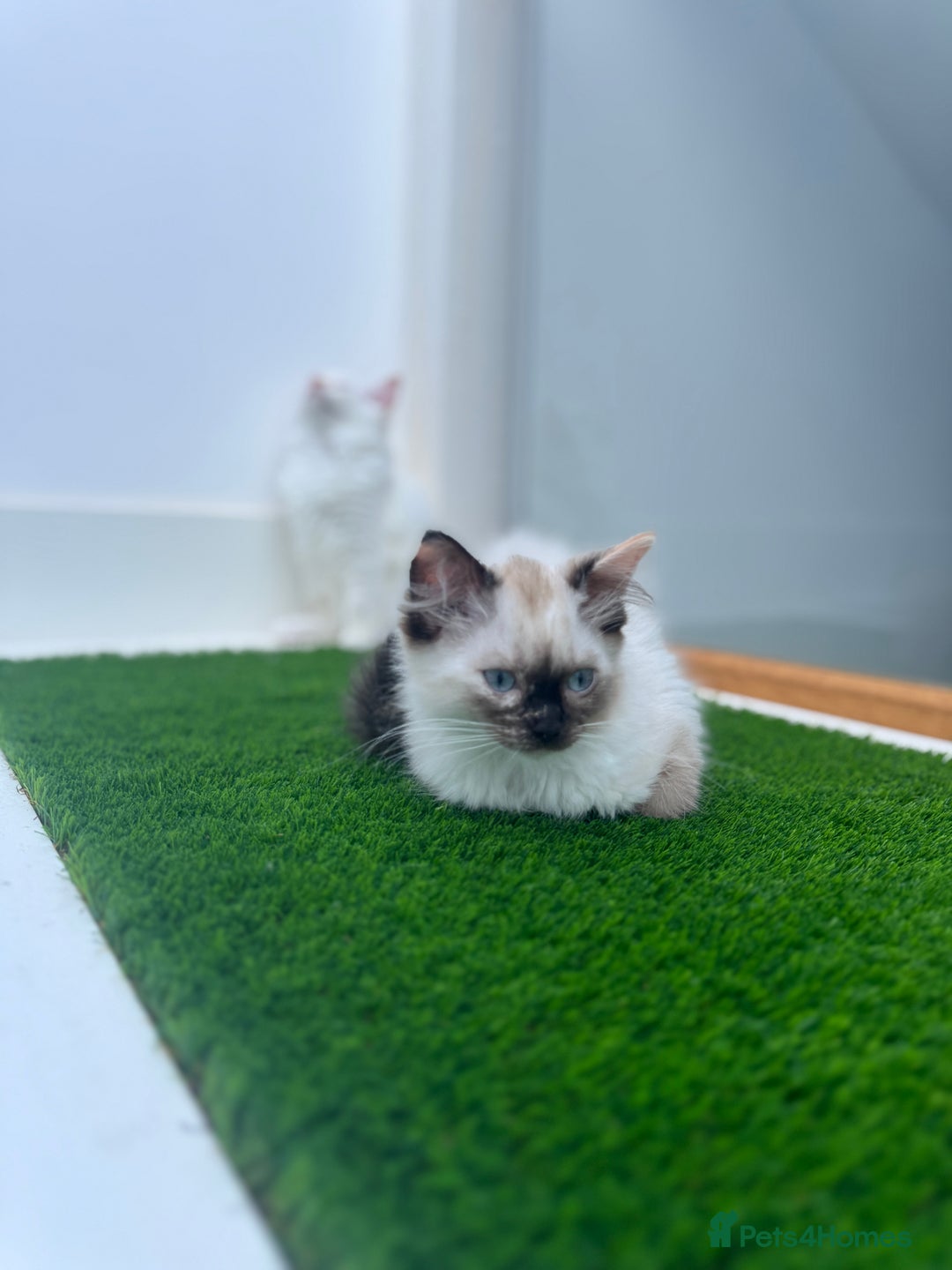 Ragdoll cats for sale: 4 FLAME POINT RAGDOLL KITTENS- 2 ALREADY SOLD!!!! - Image 15