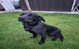 Springador dogs for sale: Labrador  - Image 1