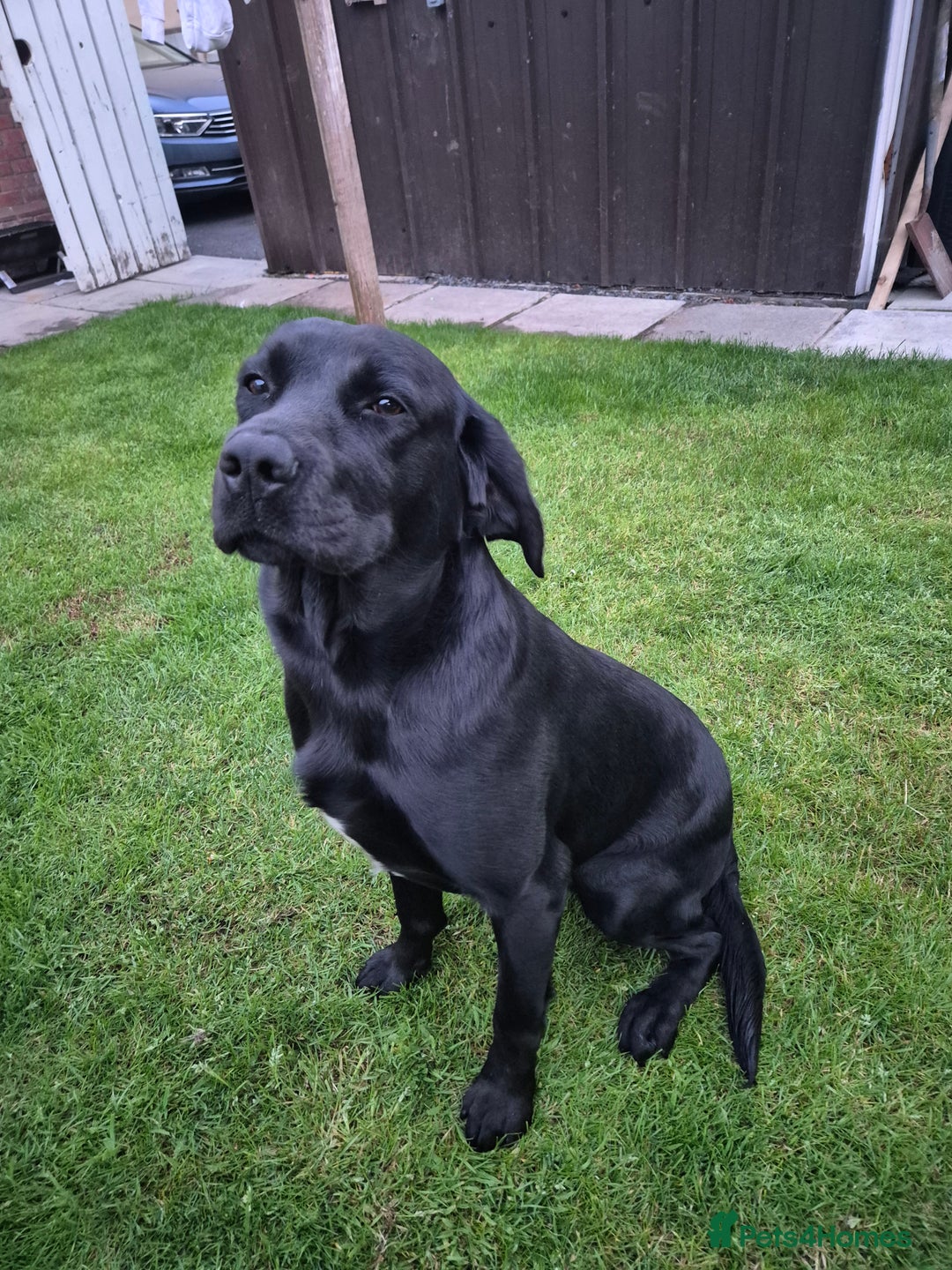 Springador dogs for sale: Labrador  - Image 1