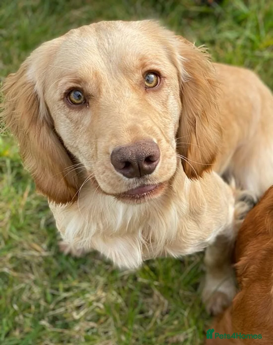 Cocker Spaniel dogs for stud: Master Murphy our Handsome Stud Boy,HEALTH TESTED in Bristol - Advert 3