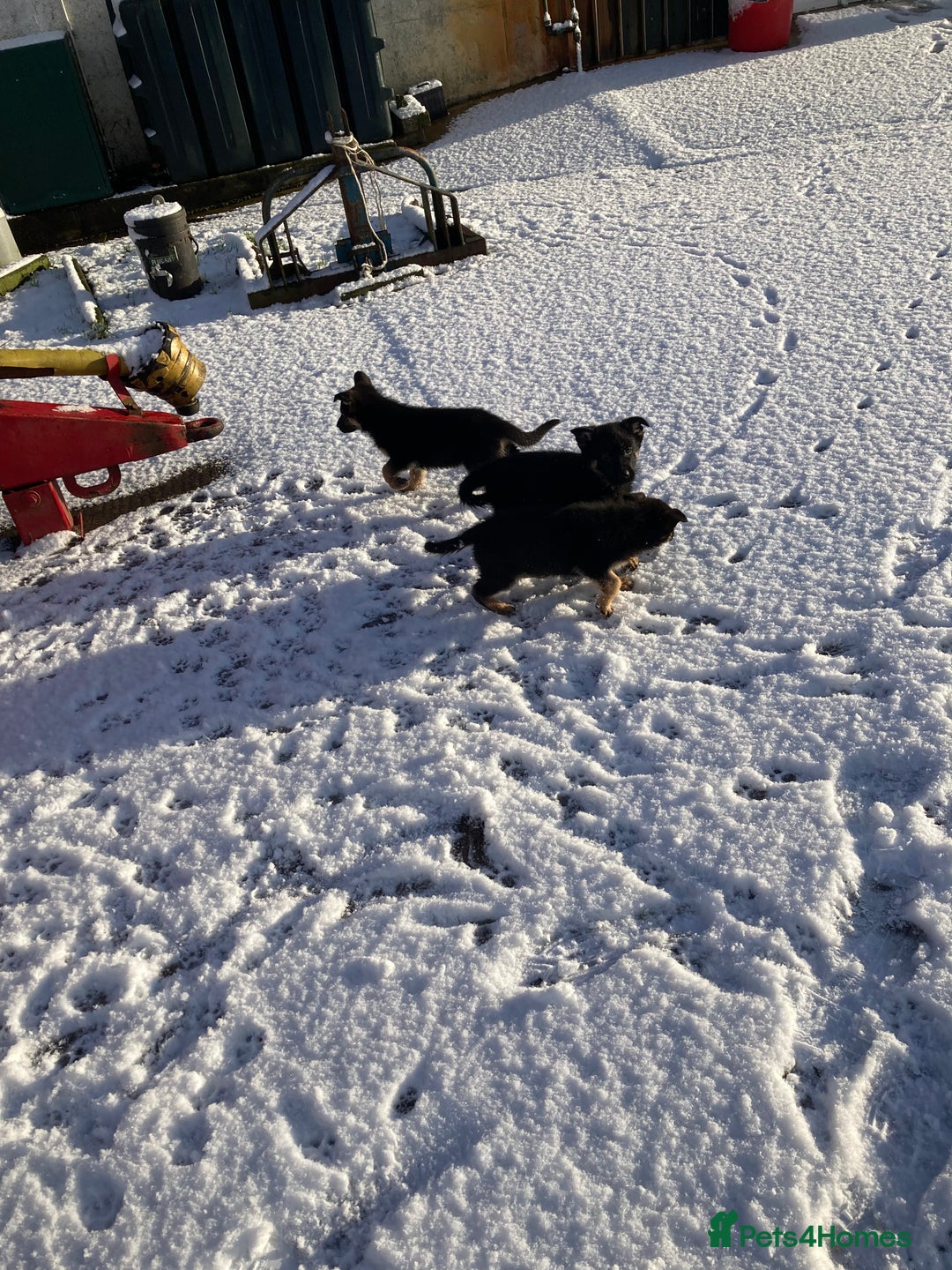 German Shepherd dogs for sale: Purebred German Shepard Male Puppies - Advert 7