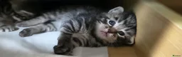 Mixed Breed cats for sale: Kittens for sales  in Camberley - Advert 13