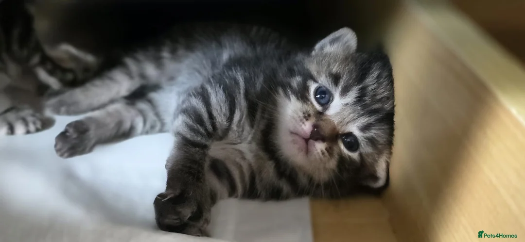 Mixed Breed cats for sale: Kittens for sales  in Camberley - Advert 13