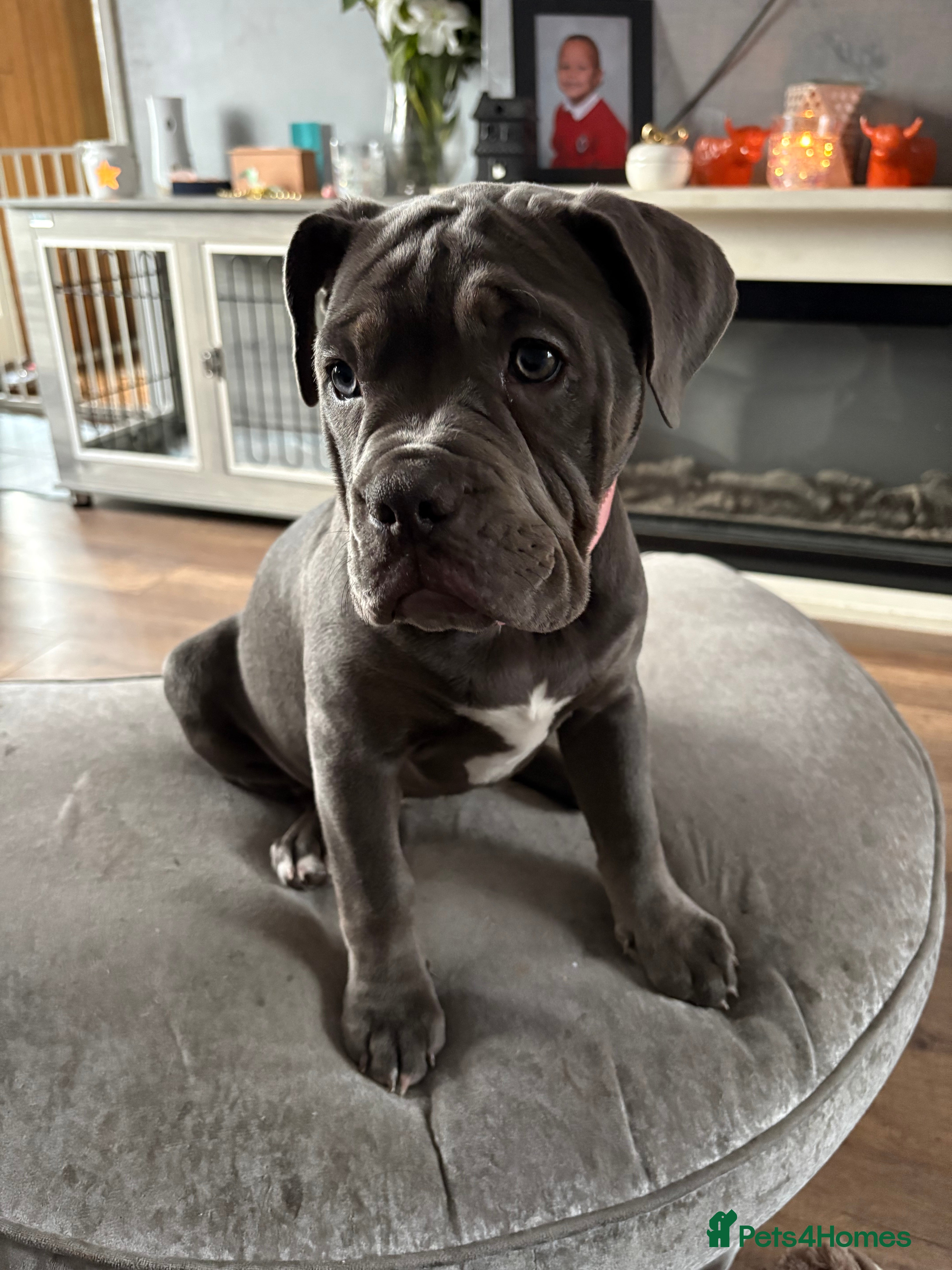 Dorset Olde Tyme Bulldogge dogs 5 month old girl  - Advert 2