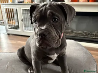 Dorset Olde Tyme Bulldogge dogs 5 month old girl - Advert 2