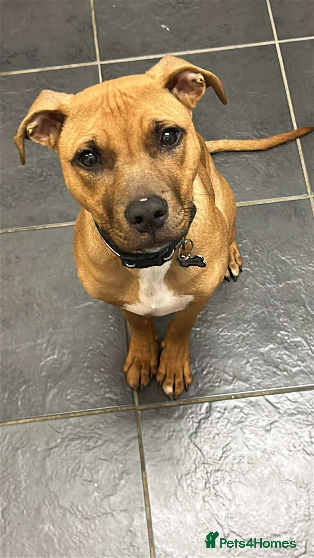 Mixed Breed dogs Mixed staffy for sale - Advert 1