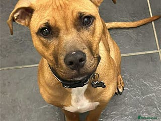 Mixed Breed dogs Mixed staffy for sale - Advert 17