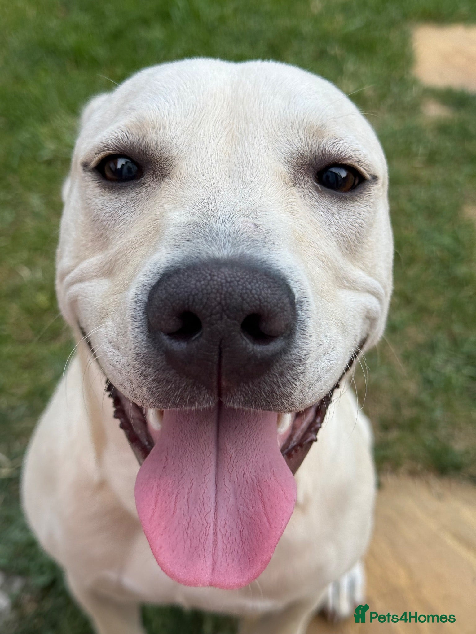 Mixed Breed dogs Beautiful American Bulldog x Labrador Female Dog  - Advert 1
