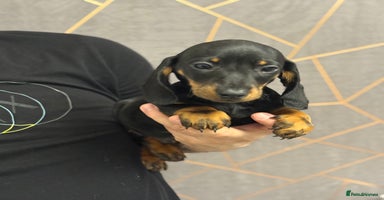 Miniature Dachshund dogs Miniature dachshund (Last Black & Tan male) - Advert 16