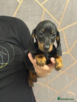 Miniature Dachshund dogs Miniature dachshund (Last Black & Tan male) - Advert 1