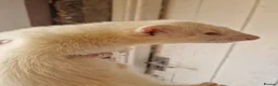 Ferret rodents for sale: Ferret 10w male  friendly  large cage can deliver  in High Peak - Advert 3