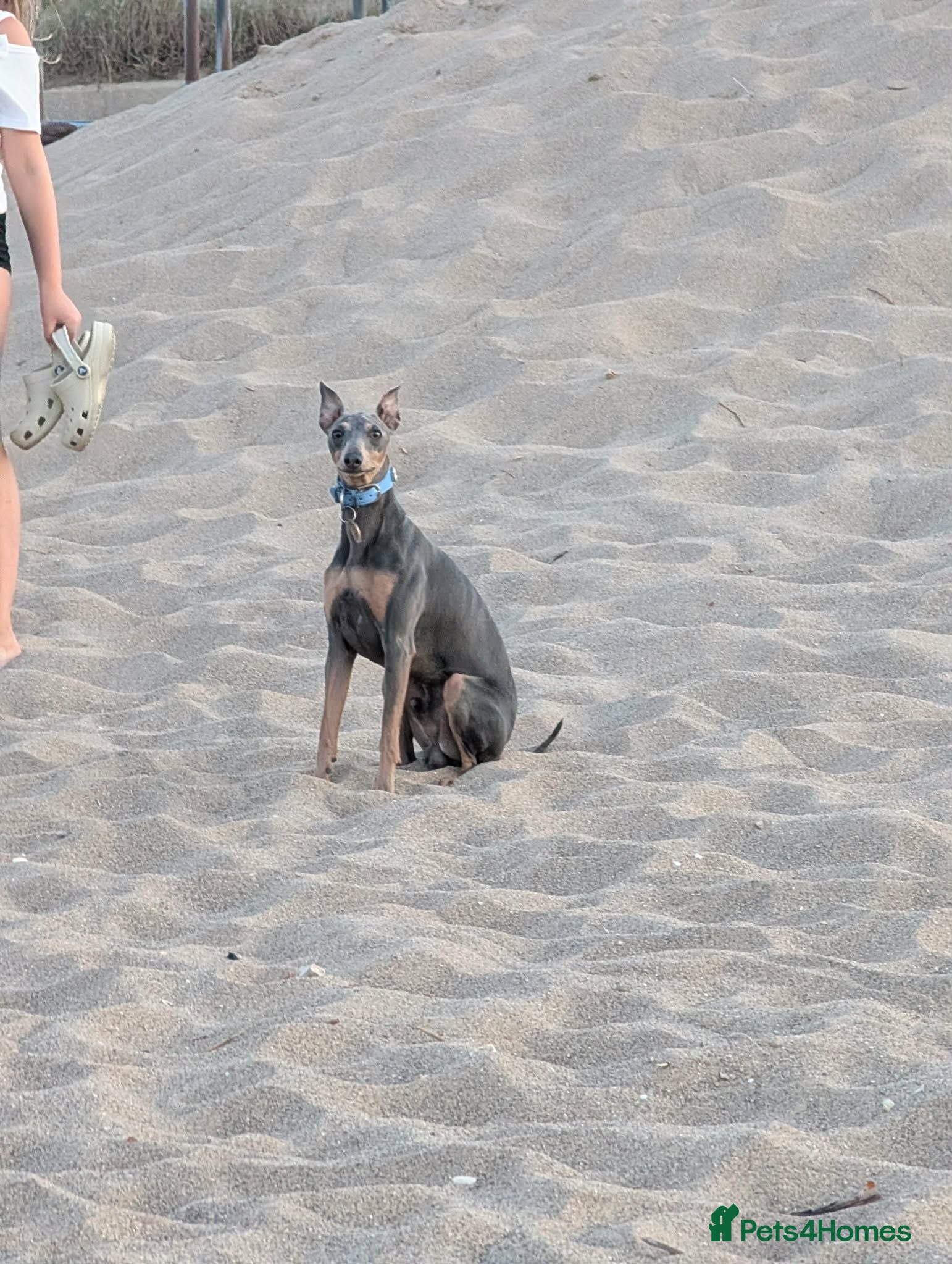 Italian Greyhound dogs KC registered Italian greyhound for stud - Advert 2