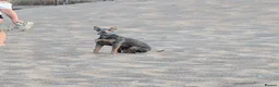 Italian Greyhound dogs for stud: KC registered Italian greyhound for stud - Advert 2