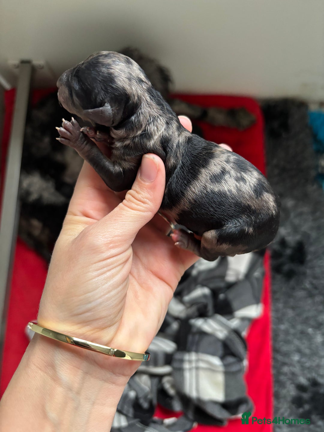 Miniature Poodle dogs for sale: Beautiful health tested miniature poodles  - Image 9