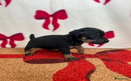 Jack Russell dogs for sale: Short legged true to type Jack Russell Puppies  - Image 6
