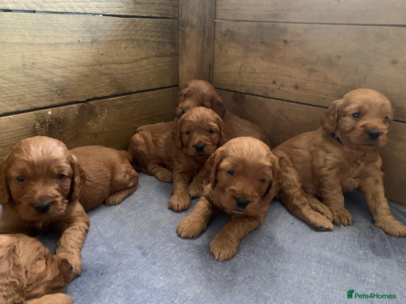 Cockapoo dogs F1 Cockapoo puppies - Advert 2