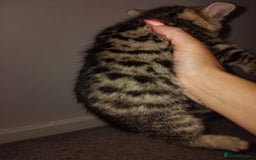 Mixed Breed cats for sale: 5 adorable kittens v - Image 2