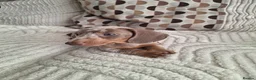 Miniature Dachshund dogs for stud: Meet Marley our Mini Dachshund stud - Advert 6