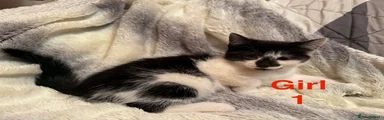 Mixed Breed Kitten 1