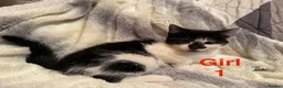 Mixed Breed cats for sale: Adorable kittens looking for a home - Advert 12