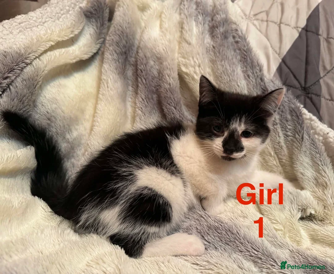 Mixed Breed cats for sale: Adorable kittens looking for a home - Advert 12