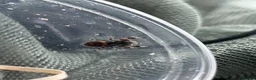 Spiders invertebrates for sale: Jumping spider babies l6/l7, P.regius (Soroa) - Advert 7