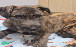 Lurcher dogs for sale: Brindle Lurcher Males ready now  - Advert 8