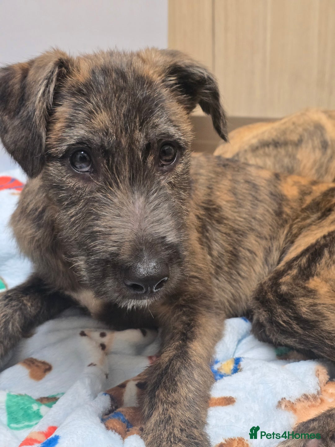 Lurcher dogs for sale: Brindle Lurcher Males ready now  - Advert 8