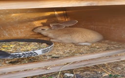Continental Giant rabbits for sale: Female Continental Giant For Sale  - Image 3