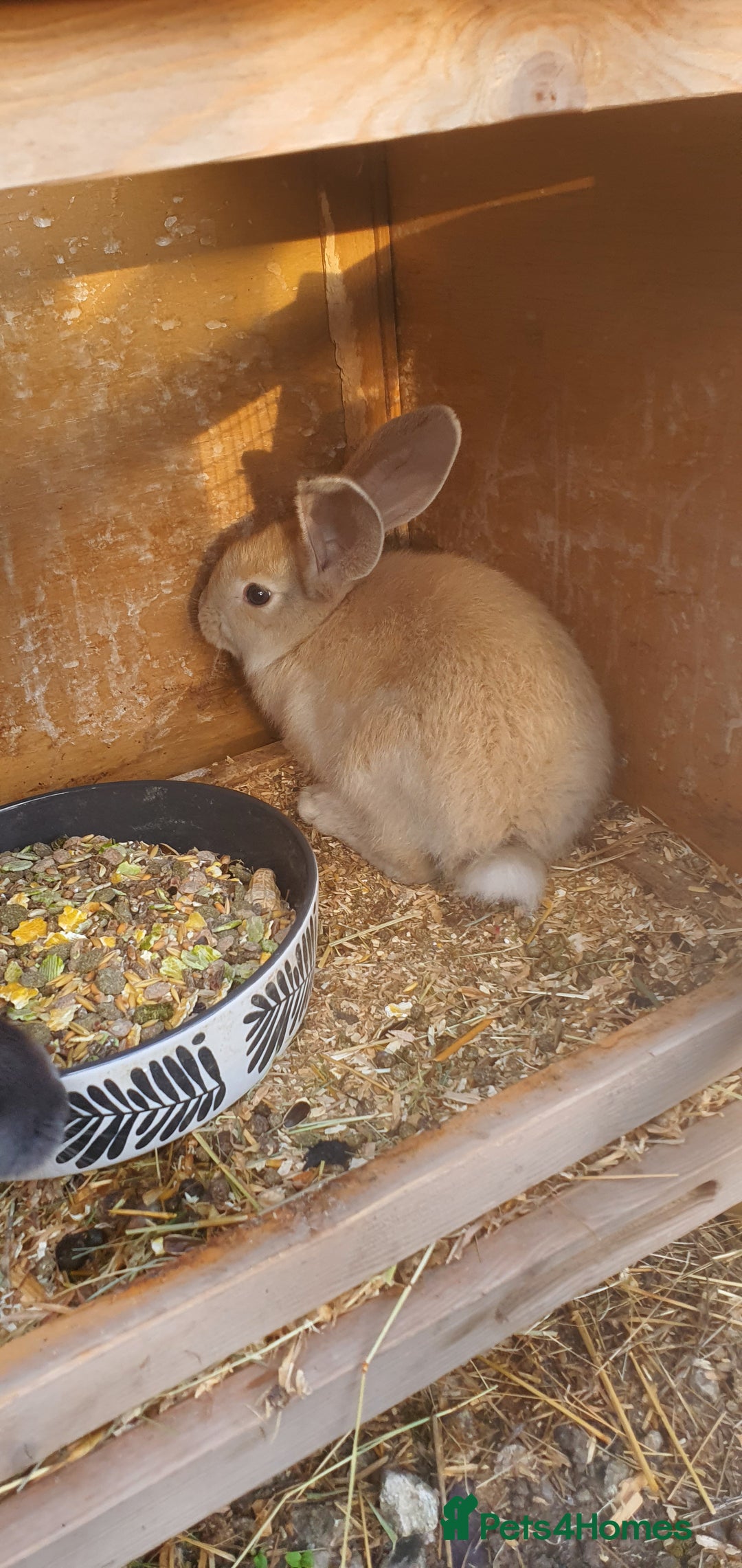 Continental Giant rabbits for sale: Female Continental Giant For Sale  - Image 3