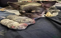 French Bulldog dogs for sale: French bulldog pups - Image 1