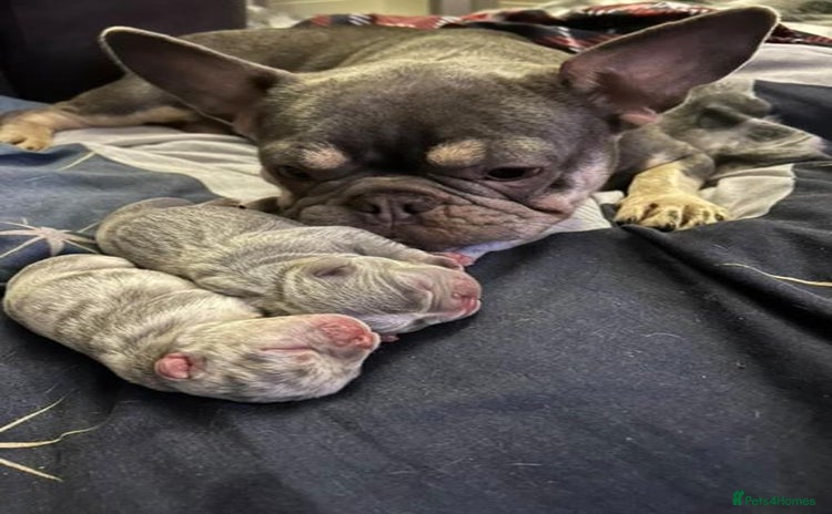 French Bulldog dogs - Advert 12