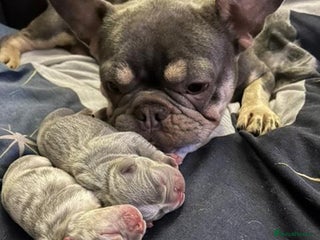 French Bulldog dogs - Advert 4