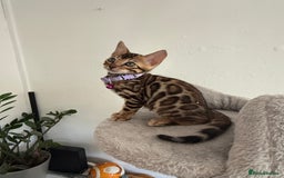 Bengal cats for sale: 5 Exceptional TICA Registered Glitter Bengals  in Bristol - Image 12