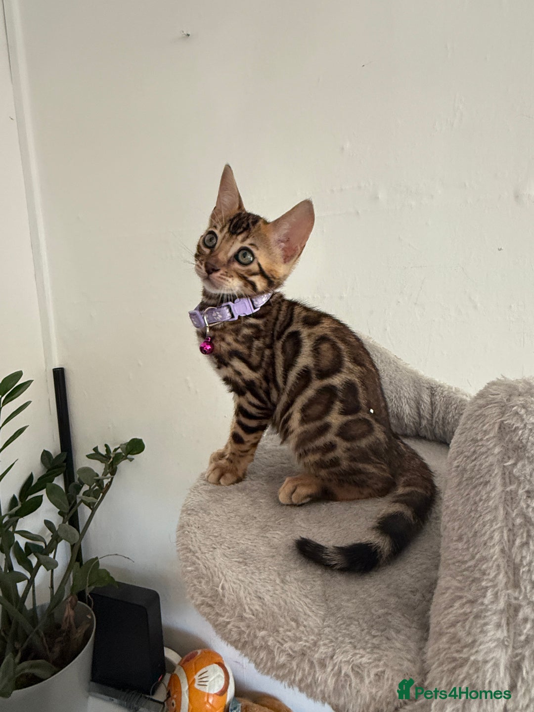 Bengal cats for sale: 5 Exceptional TICA Registered Glitter Bengals  in Bristol - Image 12