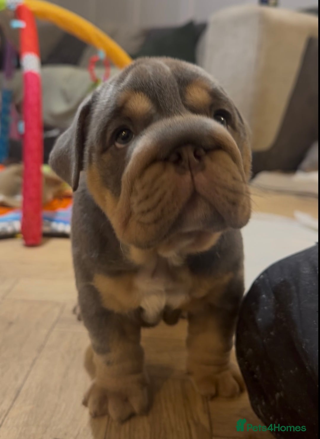 English Bulldog dogs for sale: English bulldog puppies - Advert 13