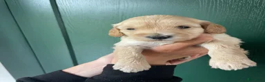 Cockapoo 8
