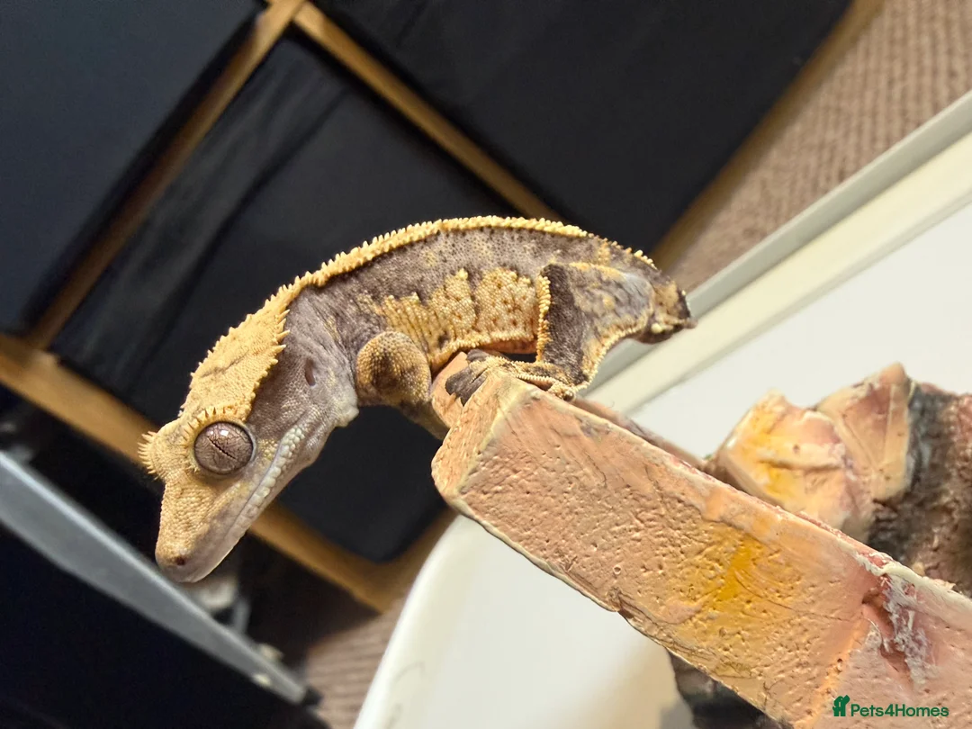 Gecko reptiles for sale: 🔥🔥❤️ Crested Geckos ❤️🔥🔥 - Advert 8