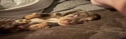 Miniature Dachshund dogs for sale: True type mini long haired dachshund  - Advert 4