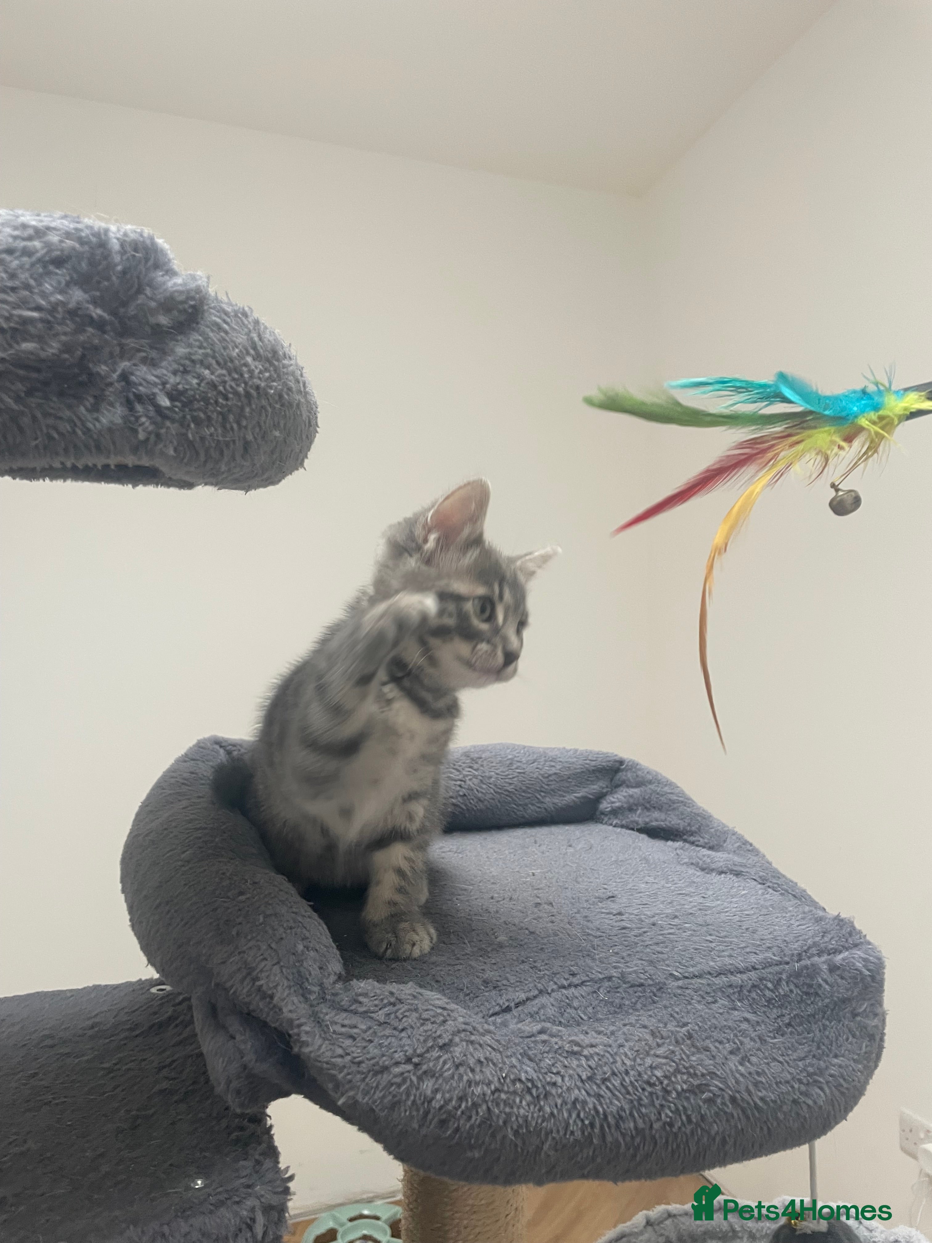 Bengal cats for sale: Bengal X Kittens - Advert 18