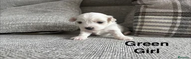 Maltese 6