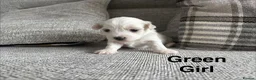 Maltese dogs for sale: Maltese puppies - Advert 7