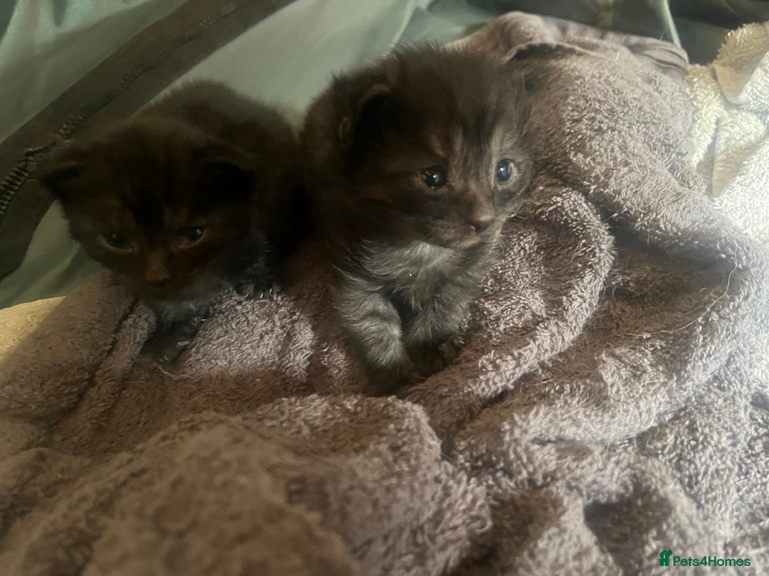 Mixed Breed cats for sale: Mixed breed kittens for sale  - Image 15