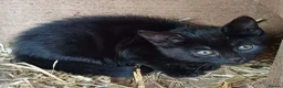 Domestic Shorthair cats for sale: Beautiful Kittens for sale - Advert 3