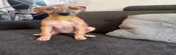 Mixed Breed dogs for sale: Lurcher/Saluki Cross - Advert 2