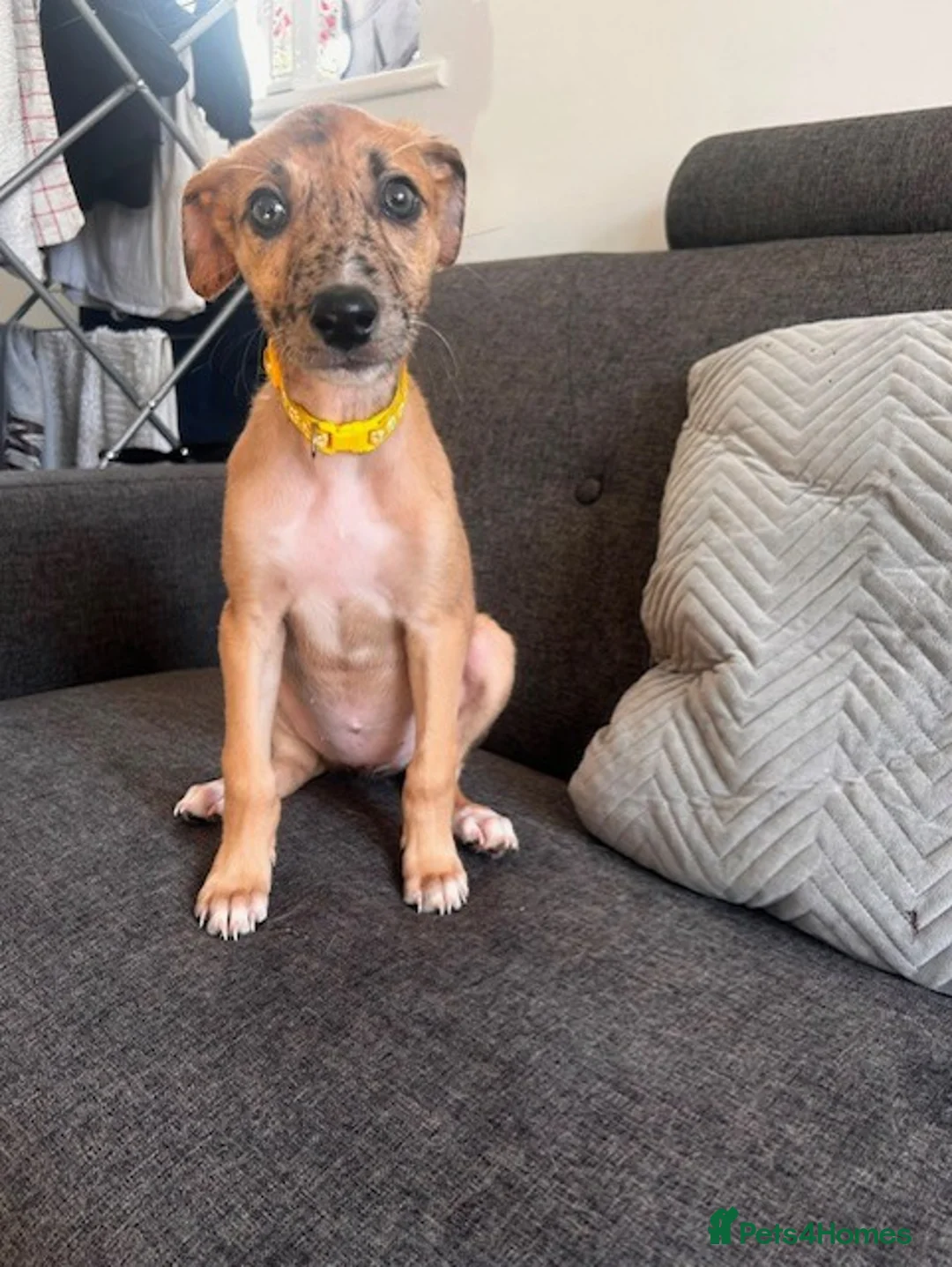Mixed Breed dogs for sale: Lurcher/Saluki Cross - Advert 2