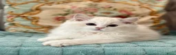 Ragdoll cats for sale: 2 Active girls  - Advert 14